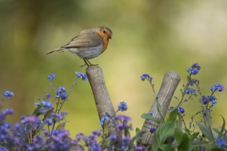 European robin (Erithacus rubecula) adult garden bird on a pair of shears handle in spring,