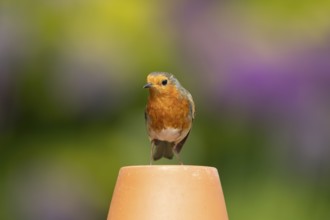 European robin (Erithacus rubecula) adult garden bird on a flower pot in summer, England, United