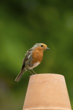 European robin (Erithacus rubecula) adult garden bird on a flower pot in summer, England, United