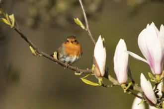 European robin (Erithacus rubecula) adult garden bird in a Magnolia tree with blossom in spring,