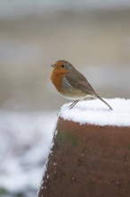 European robin (Erithacus rubecula) adult garden bird singing on snow covered flower pot in winter,