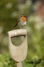 European robin (Erithacus rubecula) adult garden bird on fork handle, England, United Kingdom