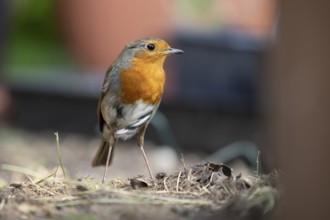 European robin (Erithacus rubecula) adult garden bird searching for food in summer, England, United