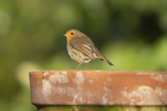 European robin (Erithacus rubecula) adult garden bird on a flower pot, England, United Kingdom