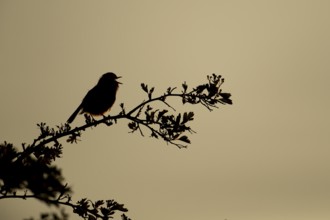 European robin (Erithacus rubecula) silhouette of an adult garden bird singing on a tree branch at