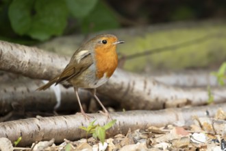 European robin (Erithacus rubecula) adult garden bird on a log pile, England, United Kingdom