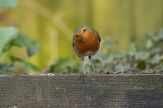 European robin (Erithacus rubecula) adult garden bird on a wooden sleeper, England, United Kingdom