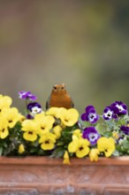 European robin (Erithacus rubecula) adult garden bird on a flower pot with Pansy or Viola flowers