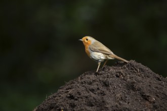 European robin (Erithacus rubecula) adult garden bird on a pile of soil, England, United Kingdom