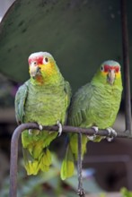 Red-fronted Amazon (Amazona autumnalis) or Yellow-cheeked Amazon in Chichicastenango, Parrots,