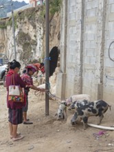 Mayan woman in traditional clothing with domestic pigs in Chichicastenango, Highlands, El Quiché