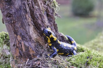 Fire salamander (Salamandra salamandra), climbing on a tree root, wildlife, close-up, Wilnsdorf,