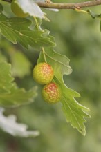 Common oak gall wasp (Cynips quercusfolii) on a leaf of an English oak, Wilnsdorf, North