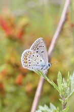 Blue butterfly (Polyommatus icarus), common blue, female on a leaf on a forest path, underside of