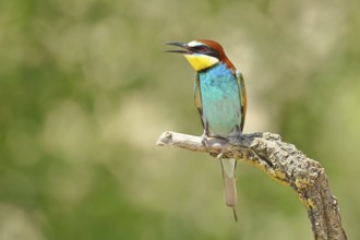 European bee-eater (Merops apiaster) sitting on a branch covered with green lichen, Lake Neusiedl,