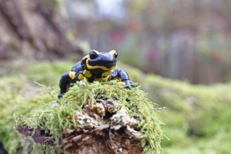 Fire salamander (Salamandra salamandra), running over moss, wildlife, looking into the camera,