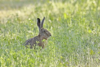 European hare (Lepus europaeus) sitting in a meadow, looking attentively out of the tall grass,