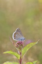 Blue butterfly (Polyommatus icarus), Common blue, female on a flower of Hemp agrimony (Asteraceae)