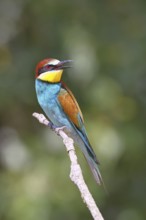 European bee-eater (Merops apiaster) sitting on a branch, Lake Neusiedl, Burgenland, Austria