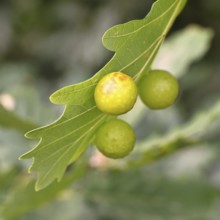 Common oak gall wasp (Cynips quercusfolii) on a leaf of an English oak, Wilnsdorf, North