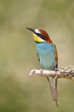 European bee-eater (Merops apiaster) sitting on a branch covered with green lichen, Lake Neusiedl,