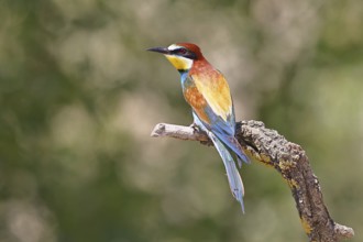 European bee-eater (Merops apiaster) sitting on a branch covered with green lichen, dorsal view,