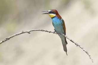 European bee-eater (Merops apiaster) sitting on a branch covered with lichen, Lake Neusiedl,