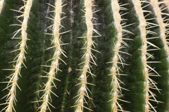 Close up of thorns of 'Echinocactus Platyacanthus' giant barrel cactus plant