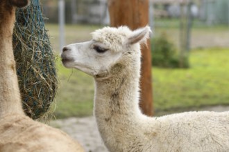 White alpaca feeding from hanging hay net