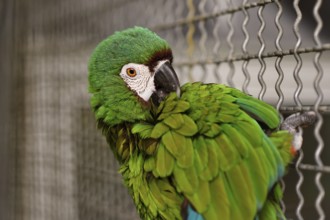Blue-winged macaw in bird enclosure