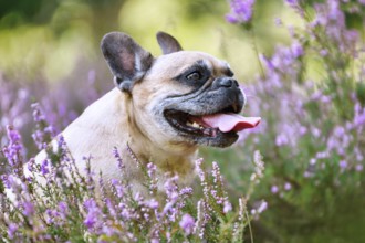 Fawn colored French Bulldog in heather flower field