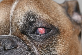 Close up of eye of French Bulldog dog with surgical implanted conjunctival flap covering eye used