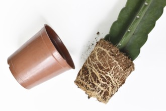 Roots and rootball of Cuddly cactus houseplant with soil with flower pot on white background