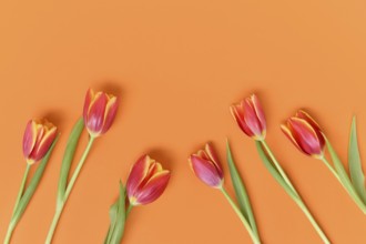 Top view of dark pink tulip flowers with yellow tips on orange background. Floral spring background