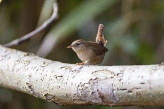 Wren (troglodytes troglodytes) Germany