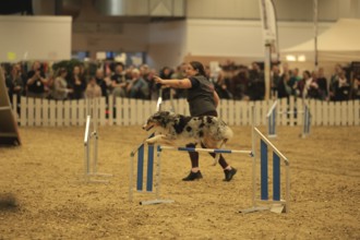 Agillity, dog jumps over obstacle
