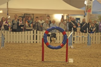 Agility, dog jumps through tires