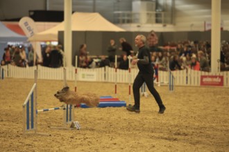 Agility, dog jumps over obstacle