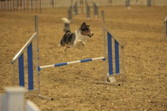 Agility, Australia Sheppard jumps over hurdle