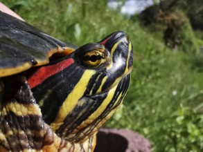 Close-up of a colourful turtle head Red-eared slider turtle (Trachemys scripta elegans) with yellow