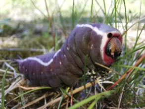 Close-up of a purple caterpillar (eruca) of the puss moth (cerura vinula) with striking colouration