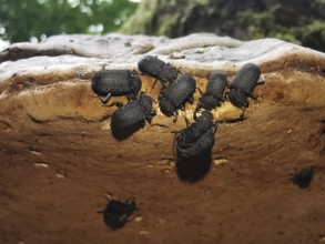 Small black beetles Tinder fungus black beetles (Bolitophagus reticulate bolitophagus) are