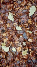 Oak leaves mix with brown leaves in a natural pattern, Frankenwald nature park Park