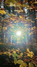 The sun breaks through autumn leaves and fills the forest with golden light, Frankenwald nature
