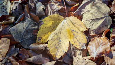 Different autumn leaves are mixed on the forest floor, Franconian Forest nature park Park