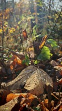 Drops on an autumnal leaf sparkle in the morning sun, Franconian Forest nature park Park