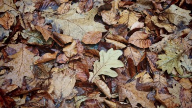 A variety of autumn leaves cover the forest floor in warm shades, Franconian Forest nature park
