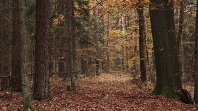Autumn forest with colorful foliage, quiet atmosphere, Franconian Forest nature park Park