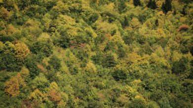Aerial view of forest in various shades of green, Stepantsminda, Georgia