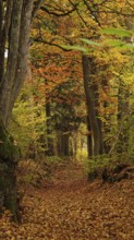 Autumn forest trail covered with orange leaves, Franconian Forest nature park Park